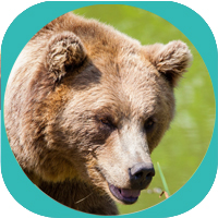 bear image - 5 Animals QI GONG Online Energy course for Wellness Health Consciousness Expansion and Awakening